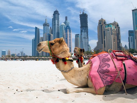 dubai study arabic blog